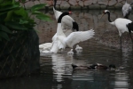广州动物园多了4只黑颈天鹅宝宝 - 广东大洋网