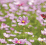 快来看！云台花园波斯菊主题花展开幕 - 广东大洋网