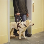 为导盲犬“放行” 转变公众认知是关键 - News.Timedg.Com