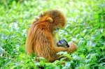 广州动物园金猴小公主征名啦，快来给它起名字吧 - 广东大洋网