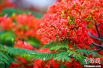 广州祈福新村的凤凰木花开正艳。 程景伟 摄 - 新浪广东