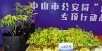 大麻种植当心违法 中山警方破获4起非法种植大麻案 - 新浪广东
