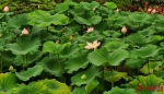 华南植物园“水上花王”正值观赏期，叶片巨大载人不沉 - 广东大洋网