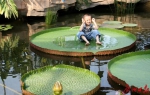 华南植物园“水上花王”正值观赏期，叶片巨大载人不沉 - 广东大洋网