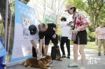 @深圳人：10月前未为爱犬植入芯片将视为无证养犬 - News.Timedg.Com