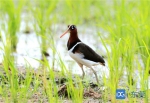 9月21日，东莞图书馆有个野生鸟类摄影展开展 - News.Timedg.Com