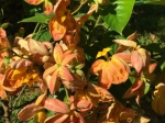 来围观！华南植物园五角星状“金花”迷煞路人 - 广东大洋网
