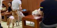 左手咖啡奶茶，右手撸猫逗狗，宠物主题餐厅安全吗？ - 广东大洋网