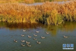 （美丽中国）（2）新疆玛纳斯：秋日湿地画卷 - News.21cn.Com