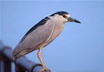 海珠湿地生态环境持续向好，鸟类从72种增加到177种 - 广东大洋网