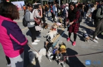 在东莞，这些种类的狗或不能再养了…你小区有吗？ - News.Timedg.Com