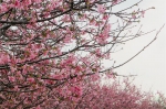 抓紧机会赏樱花！广州这片樱花林开得正盛 - 广东大洋网