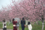 抓紧机会赏樱花！广州这片樱花林开得正盛 - 广东大洋网