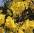 微风摇下满地金黄，快来华南植物园打卡黄花风铃木 - 广东大洋网