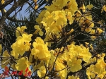 微风摇下满地金黄，快来华南植物园打卡黄花风铃木 - 广东大洋网