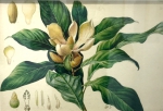 不容错过！这里展出植物画家笔下的木兰科植物画作 - 广东大洋网