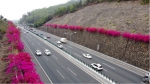 美景伴出行 北环高速沿线打造绿色生态长廊 - 广东大洋网