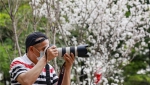 丰华园樱花节首日逾万人打卡，这里有免费门票攻略 - 广东大洋网