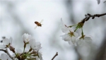 丰华园樱花节首日逾万人打卡，这里有免费门票攻略 - 广东大洋网