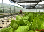 市民买菜不用愁，广州主要农产品产能稳定 - 广东大洋网