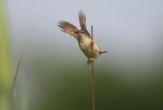 东莞有记录的200多种鸟儿，大部分来自这班“鸟人”的镜头 - News.Timedg.Com