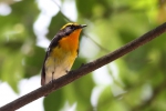 东莞有记录的200多种鸟儿，大部分来自这班“鸟人”的镜头 - News.Timedg.Com