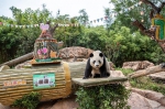 全球唯一熊猫三胞胎七周岁啦！ - 广东大洋网