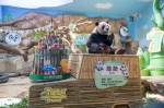 全球唯一熊猫三胞胎七周岁啦！ - 广东大洋网