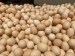 广州红壳鸡蛋零售价近6元/斤，一个月涨了8% - 广东大洋网