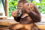 极危物种红毛猩猩幼崽在广州首次与游客见面 - 广东大洋网