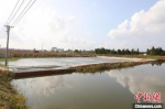 珠三角地区部署实施百万亩池塘升级改造三年行动 广东省农业农村厅 供图 - 中国新闻社广东分社主办