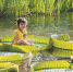 4岁小姑娘“水上漂” 白云湖惊现水上“大力士” - 广东大洋网