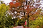 入园道路的枫树红黄二色相间 - 新浪广东
