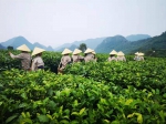 以茶会友！2021年广州茶博会下周在广交会展馆举行 - 广东大洋网