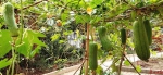 快来给小菜园点赞，选出“最美广州城市小菜园”！ - 广东大洋网