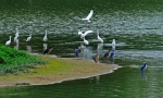 广州再添一国家湿地公园！地点在花都 - 广东大洋网