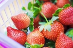 草莓的诱惑谁能抵挡？广州草莓地图“拍了拍”你 - 广东大洋网