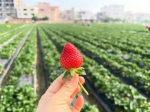 草莓的诱惑谁能抵挡？广州草莓地图“拍了拍”你 - 广东大洋网