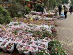 广州海珠：“家门口的花市”陆续开张迎客 - 广东大洋网