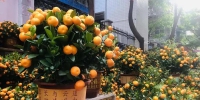 快看！广州越秀设13个春节临时购花点 - 广东大洋网