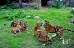 虎年沾“虎”气！广州动物园老虎成了人气王 - 广东大洋网