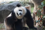 为冬奥健儿加油！来广州动物园参加趣味熊猫冬奥会吧！ - 广东大洋网