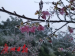 速冻！镜头带你看广州北部山上“冰挂”美景 - 广东大洋网