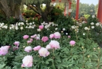华南植物园牡丹花展延展至3月8日，女士有福利 - 广东大洋网
