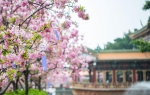 来广州宝墨园赴一场樱花之约：当汉服遇见樱花，原来如此美！ - 广东大洋网