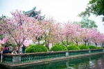 来广州宝墨园赴一场樱花之约：当汉服遇见樱花，原来如此美！ - 广东大洋网
