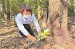 广州推行节地生态葬三十四年 思念从不局限于碑前 - 广东大洋网