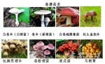 正值野生蘑菇生长旺盛期，慎防误采误食中毒！ - 广东大洋网