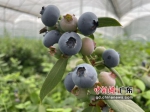 蓝莓成熟。作者 许青青 - 中国新闻社广东分社主办