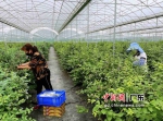 工人们采摘蓝莓。作者 邓焕 - 中国新闻社广东分社主办